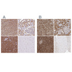 Anti-PACSIN2 Antibody