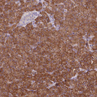 Anti-PACSIN2 Antibody