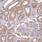 Anti-PACSIN2 Antibody