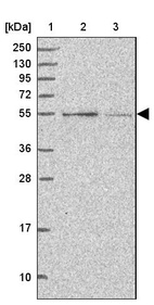 Anti-CCNJL Antibody