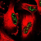 Anti-CCNJL Antibody