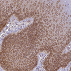 Anti-RANGAP1 Antibody