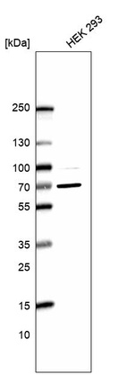 Anti-RANGAP1 Antibody