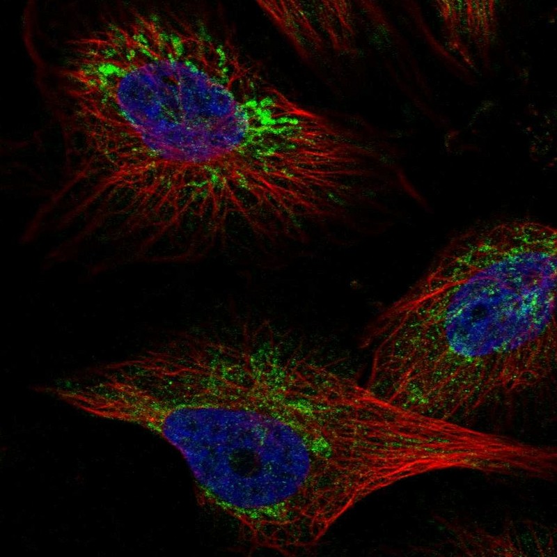 Anti-TMEM141 Antibody