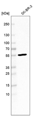 Anti-FBXL20 Antibody