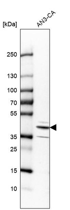 Anti-RCN3 Antibody