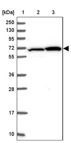 Anti-ZBTB1 Antibody