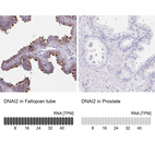 Anti-DNAI2 Antibody