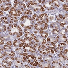 Anti-FAM170B Antibody