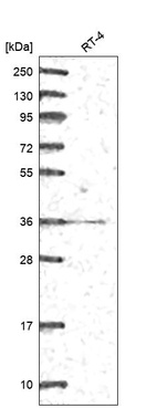 Anti-GGPS1 Antibody