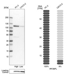 Anti-IRF2BPL Antibody