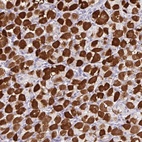 Anti-ZNF524 Antibody