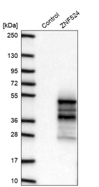 Anti-ZNF524 Antibody