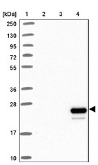 Anti-APOM Antibody