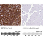 Anti-CORO1A Antibody