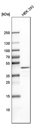 Anti-TARBP2 Antibody