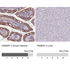 Anti-FAM83F Antibody