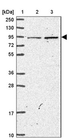 Anti-MFHAS1 Antibody