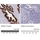 Anti-MSMB Antibody