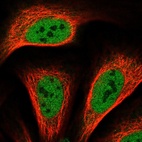 Immunofluorescent staining of human cell line U-2 OS shows localization to nucleoplasm.