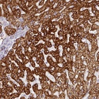 Anti-PRODH2 Antibody