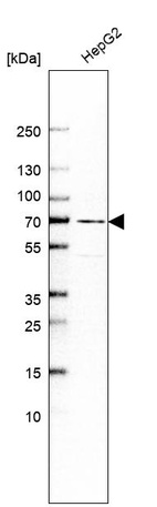 Anti-PRODH2 Antibody