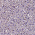 Anti-GABARAPL1 Antibody