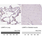 Anti-LAMP3 Antibody