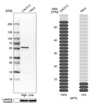 Anti-GPT2 Antibody