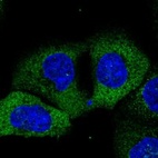 Anti-GANC Antibody