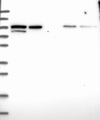 Anti-PDCD6IP Antibody