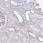 Anti-LENG9 Antibody