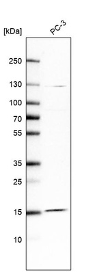 Anti-FAM32A Antibody