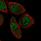 Anti-PHACTR3 Antibody