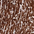 Anti-CKMT2 Antibody