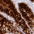 Immunohistochemical staining of human rectum shows strong secreted positivity in glandular cells.