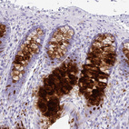 Immunohistochemical staining of human colon shows strong secreted positivity in glandular cells.