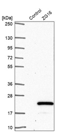 Western blot analysis in control (vector only transfected HEK293T lysate) and ZG16 over-expression lysate (Co-expressed with a C-terminal myc-DDK tag (~3.1 kDa) in mammalian HEK293T cells, LY407589).