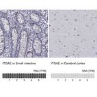 Anti-ITGAE Antibody