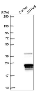 Anti-CMTM5 Antibody