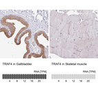 Anti-TRAF4 Antibody