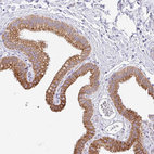 Anti-TRAF4 Antibody