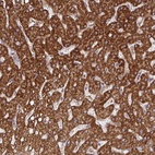 Anti-DNAJC7 Antibody