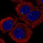 Anti-INCA1 Antibody