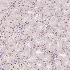 Anti-BCAS3 Antibody