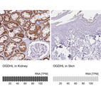 Anti-OGDHL Antibody