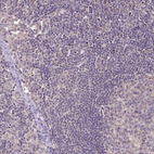 Anti-RPL38 Antibody