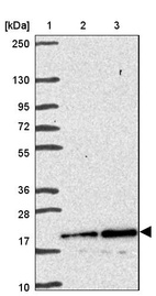 Anti-MZT2A Antibody