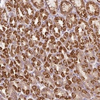 Anti-FAM78B Antibody