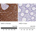 Anti-ERP27 Antibody